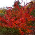 Cotinus coggygria 'Atropurpurea' automne